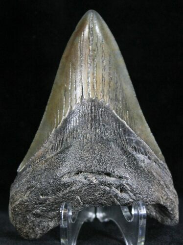 Bargain Megalodon Tooth - South Carolina #28422